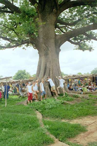 02-baobab