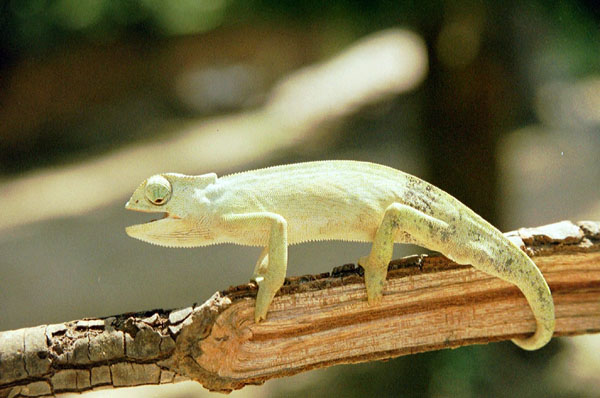 55-cameleon