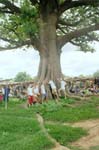 02-baobab