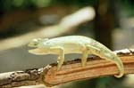 55-cameleon