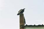 57-Vautour